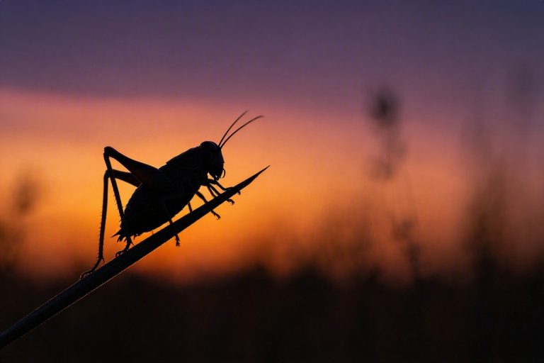 Live Bugs